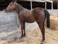 Mare, Thoroughbred horse — photo 5