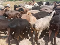Խոյ, Hissar sheep — լուսանկար 1