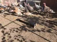 Turkeys — عکس 2