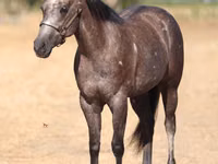 Kobyła, Quarter Horse — zdjęcie 4