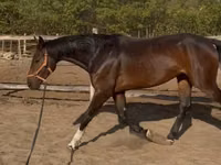 اسب نر, Hanoverian — عکس 3