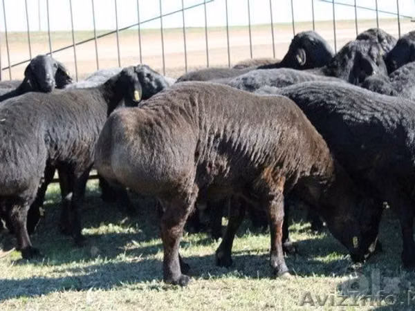 Ram, Arashan sheep — Uzbekistan