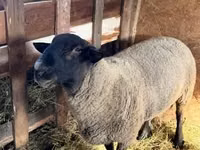 แกะตัวผู้, White Suffolk sheep — รูปภาพ 1