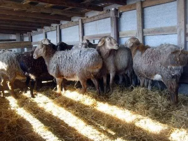 Ram, Sheep