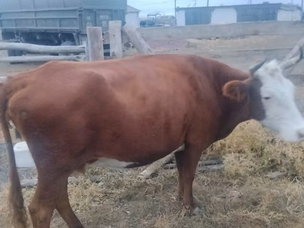 Cow, Kazakh White-headed cow — Kazakhstan