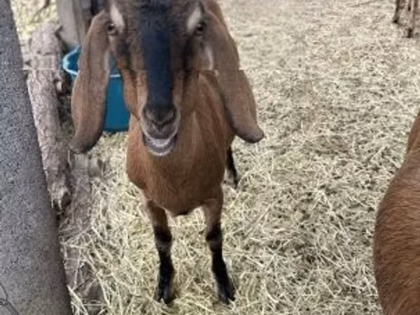 بز ماده, Nubian Goat