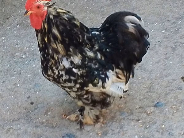 Chickens — Azerbaijan