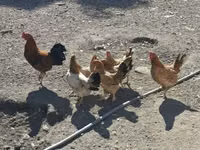 Chickens — foto 1