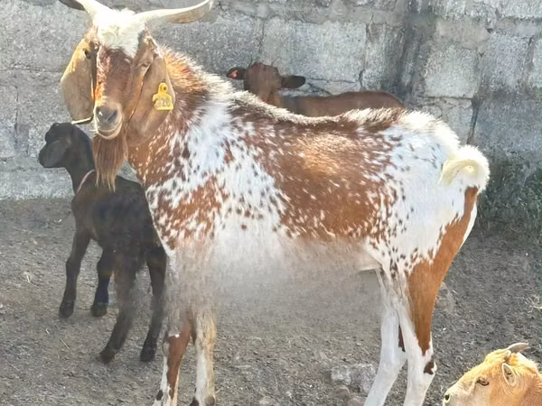 Այծեր (խումբ, սեռը նշված չէ), Boer goat