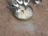Ducks — foto 2