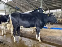 Bull, Galloway cow — photo 8