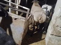 Vædder, Får — foto 1