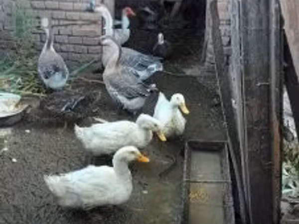 Ducks