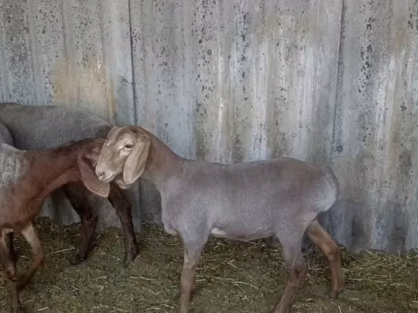 Sheep, Arashan sheep — Kyrgyzstan