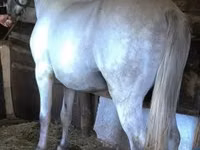 Horse (M), Horses — photo 4