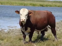 Bull, White-headed Ukrainian — photo 2
