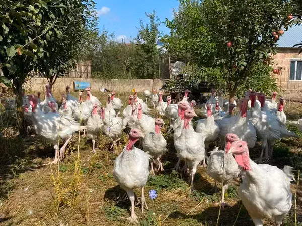 Turkeys — Вірменія