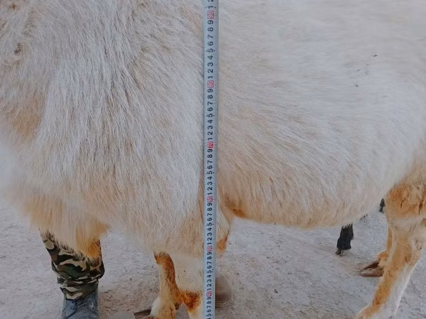 Ram, Arashan sheep — Uzbekistan