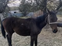 घोड़ा, Kazakh horse — फ़ोटो 2