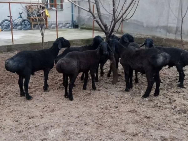 公羊, Sheep — 乌兹别克斯坦