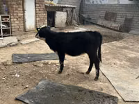 گاو ماده, Russian Black pied cattle — عکس 2