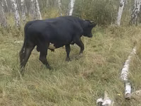 公牛, Cattle — 照片 4