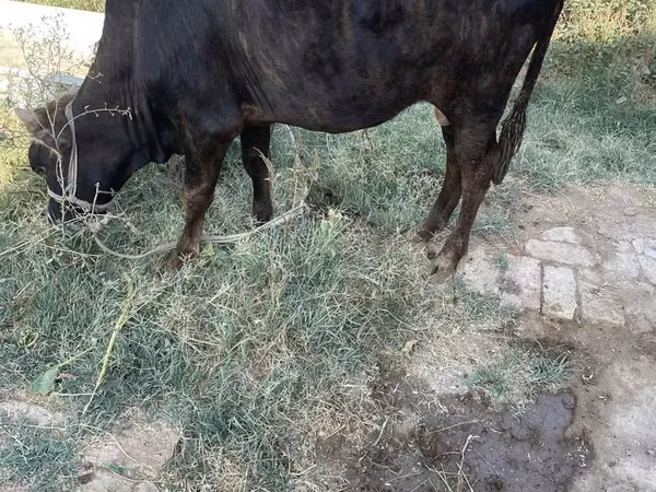 Bull, Cattle — Uzbekistan