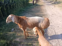Ram, Edilbay sheep — photo 2
