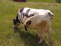 Krava, Russian Black pied cattle — fotografija 2