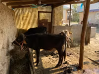 مویشی (گروپ، جنس مذکور نہیں), مویشی — تصویر 4