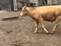 Bull, Cattle — photo 1