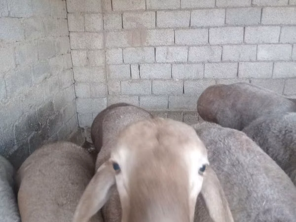 Ram, Sheep — Uzbekistan