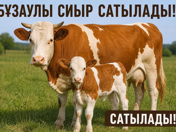 Cow, Simmental cattle — Kazakhstan
