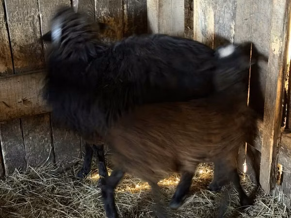 Kambing jantan, Sheep — Kazakhstan