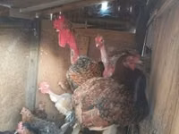 Chickens — عکس 5