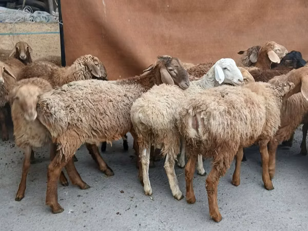 Koç, Rhon sheep — Kırgızistan