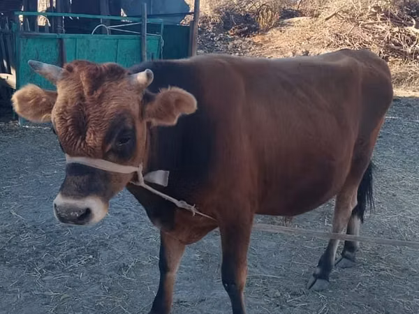 Bull, Cattle — Kazakhstan
