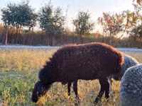 Beran, Rhon sheep — foto 3