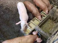 Boar, Pigs — photo 3