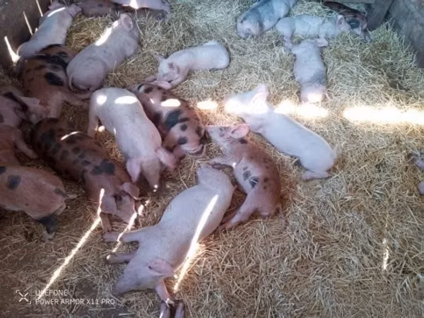 Pigs (batch, sex not specified),  — Hungary
