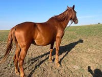 Mare, Horses — photo 2