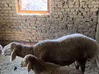 قوچ, Arashan sheep — عکس 3