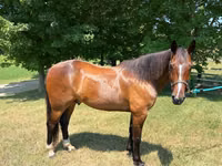 Horse (M), Horses — photo 4