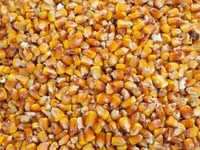 Grîu orz tărîță grăunțe — 照片 1