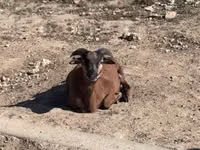 Ram, Cameroon sheep — photo 1