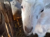 Kambing jantan, Goats — foto 2