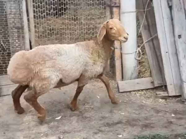 Ram, Rhon sheep — Kyrgyzstan