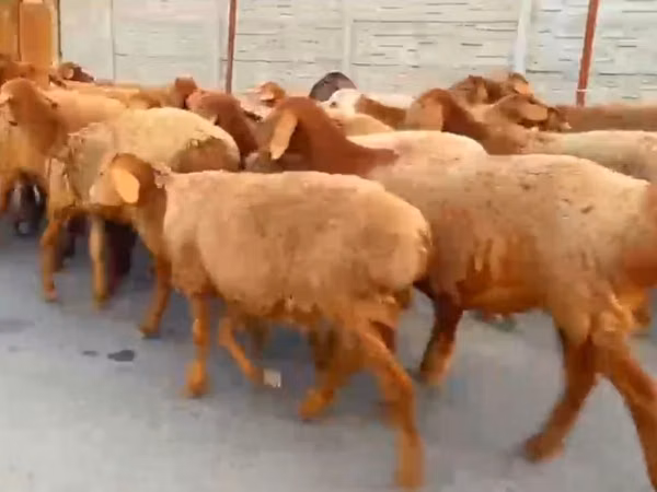 میش, Arashan sheep — قزاقستان