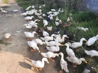 Amerika Pekin — 5-rasm