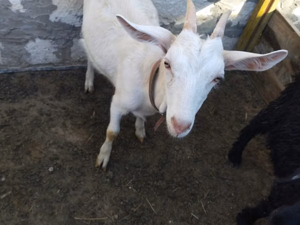 Goat, Saanen goat — Kazakhstan
